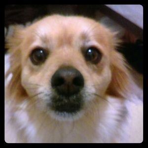 Meet your Posher, Tu Ma Celi